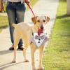 Adjustable Dog Collar - Wedding Bandana with Bow Tie view 2