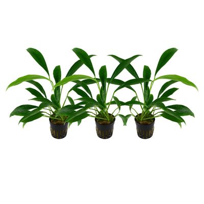 AquaOne Aquarium Plant, 3-Pack, Anubias barteri var. angustifolia, Aquascaping