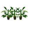 AquaOne Aquarium Plant, 3-Pack, Anubias barteri var. angustifolia, Aquascaping view 1