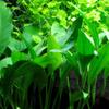 AquaOne Aquarium Plant, 3-Pack, Anubias barteri var. angustifolia, Aquascaping view 2