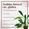 AquaOne Aquarium Plant, 3-Pack, Anubias barteri var. angustifolia, Aquascaping view 3