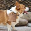 PURBLE Dog Training Treat Pouch view 2