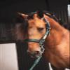 Los Nietos Dressage Halter in Extra-Strong Nylon | Standard Size | Blue | Horse Equipment | Saddlery | Traditional Craftsmanship | Los Nietos view 2