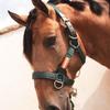 Los Nietos Dressage Halter in Extra-Strong Nylon | Standard Size | Blue | Horse Equipment | Saddlery | Traditional Craftsmanship | Los Nietos view 3