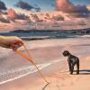 Wolfone 3 m Orange Long Line for Dogs view 4