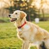 Personalized Pet ID Tag, Engraved Gold Dog Tag view 4