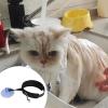 Luojuny Nylon Pet Bathing Tether with Suction Cup, Black view 3