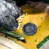 delr Reptile Water Bowl view 3