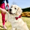 Bow Tie for Dog Collar, Durable and Thick Bow Tie (L, Cherry) view 4