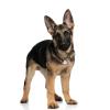Personalized Stainless Steel Pet ID Tag, Round, Silver, 20 x 20 mm view 4