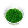 Riccardia sp. 'Graeffei' Mini Pellia Moss, In Vitro, 5.5 cm Cup view 1