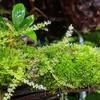 Riccardia sp. 'Graeffei' Mini Pellia Moss, In Vitro, 5.5 cm Cup view 2