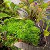 Riccardia sp. 'Graeffei' Mini Pellia Moss, In Vitro, 5.5 cm Cup view 3
