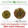 Riccardia sp. 'Graeffei' Mini Pellia Moss, In Vitro, 5.5 cm Cup view 4
