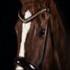 BRIDLERY Golden Glamour Browband, Brown, Thoroughbred Size view 2