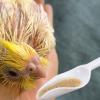 Milageto Bird Feeding Spoon view 2