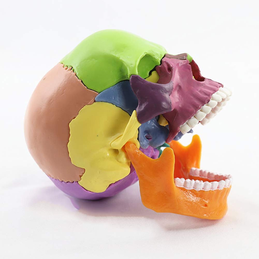15-Piece Human Skull Anatomy Teaching Model