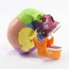 15-Piece Human Skull Anatomy Teaching Model view 1