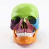 15-Piece Human Skull Anatomy Teaching Model view 4