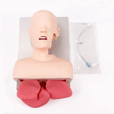 Adult Electronic Tracheal Intubation Training Model with Tooth Pressure Alarm
