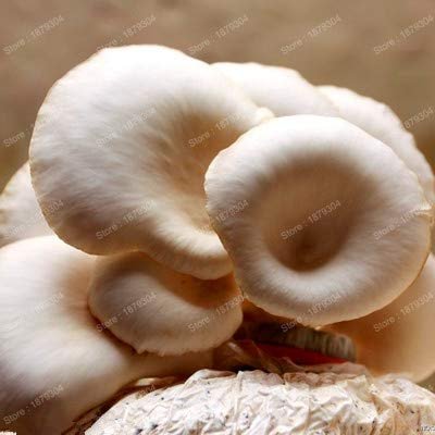 New Mushroom Vegetable Seeds, 400 Pieces