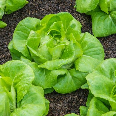 Vegetable – Lettuce – All Year Round Butterhead Lettuce x 1,700, First Class