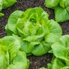 Vegetable – Lettuce – All Year Round Butterhead Lettuce x 1,700, First Class view 1