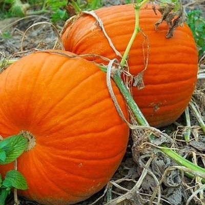PUMPKIN * LARGE HEIRLOOM * CARVING * FLAT BOTTOMS & THICK FLESH