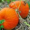 PUMPKIN * LARGE HEIRLOOM * CARVING * FLAT BOTTOMS & THICK FLESH view 1