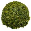 Dried Wild Garlic Leaves, 40 g–1.95 kg, Allium ursinum (85 g) view 1