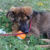 Dingo Dog Toy - Hard Rubber TPR Ball 7.5 cm view 2