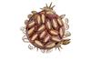 Sunnah Shop Delicious Stuffed Medjool Dates with Cashews 500 g | King Dates from the Fresh Harvest | Unique Caramel Flavor | 100% Natural – NO Additives view 1