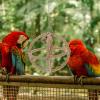 POPETPOP Climbing Toy and Hanging Swing for Parrots and Cockatiels view 4