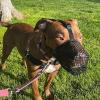 Amesor Adjustable Soft Muzzle for Medium Dogs view 3