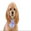 Unique Style Paws Cotton Dog Collar with Bow Tie, Adjustable, 12 Colors view 3