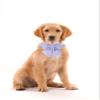 Unique Style Paws Cotton Dog Collar with Bow Tie, Adjustable, 12 Colors view 4