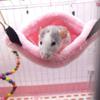 Hammock for Small Pets, Pink (S) view 2
