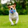 Caritierily Dog Toy for Small Dogs - Plush Squeaky Toy (Blue, One Size) view 2