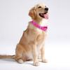 haoyueer Reflective Nylon Martingale Dog Collar view 3