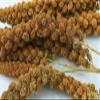 Getzoo Red Millet Ears 5 PCS view 2