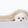MIULEE Dog Blanket 16 x 24 in, Soft Washable Fleece Pet Blanket, Beige view 2