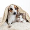MIULEE Dog Blanket 16 x 24 in, Soft Washable Fleece Pet Blanket, Beige view 3