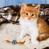 EUBEISAQI Feather Cat Toys, Soft Plush Feather Balls for Indoor Cats view 2