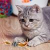 EUBEISAQI Feather Cat Toys, Soft Plush Feather Balls for Indoor Cats view 3