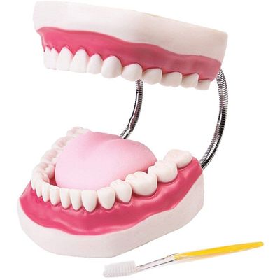 AMOYER Dental Teaching Model, 6× Enlarged Oral Tooth Structure Model for Dentists and Students