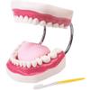 AMOYER Dental Teaching Model, 6× Enlarged Oral Tooth Structure Model for Dentists and Students view 1
