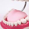 AMOYER Dental Teaching Model, 6× Enlarged Oral Tooth Structure Model for Dentists and Students view 2
