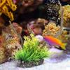 HEEPDD Non-Toxic Aquarium Decoration view 2