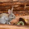 Facynde Chew Toys for Guinea Pigs and Small Pets view 2