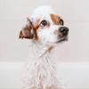 Talcum Shampoo for Puppies, Cats and Dogs, 500 ml – IV San Bernard view 4
